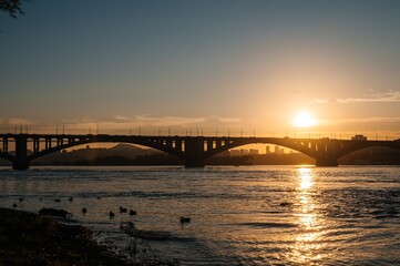 ducks swim in the Yenisei at sunset against the background of the communal bridge