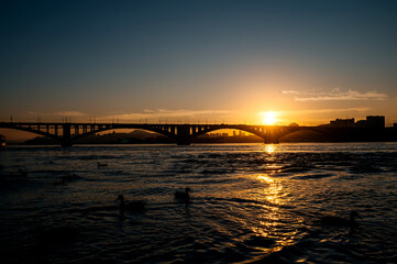 Obraz premium ducks swim in the Yenisei at sunset against the background of the communal bridge