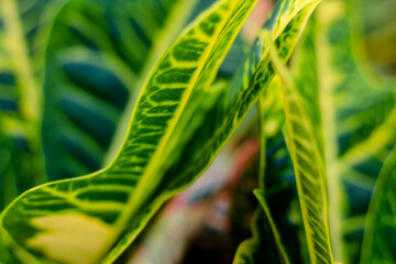 Close up of Croton leaves, Thailand. (Scientific name Croton Plant). Beautiful, green, floral background. Floristry and botany © Вероника Одинокова