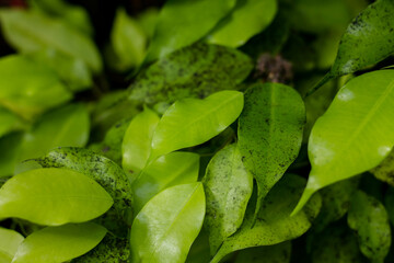 Close up of green fern leaves in the garden, stock photo. Beautiful, green, floral background. Floristry and botany