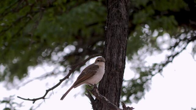 Marico flycatcher sitting in a tree, bokeh background