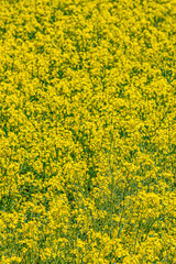 Fototapeta premium 北海道 安平町の菜の花畑 