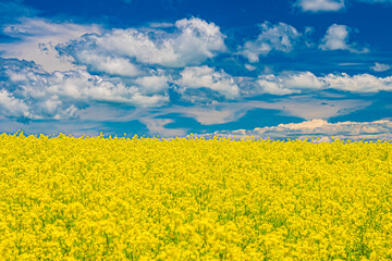 Obraz premium 北海道 安平町の菜の花畑 