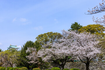 名古屋城内の桜