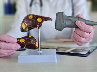 Medical professional demonstrating liver anatomy using a model and ultrasound
