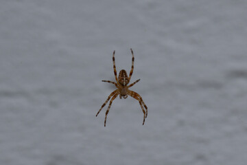 spinne kreuzspinne netz