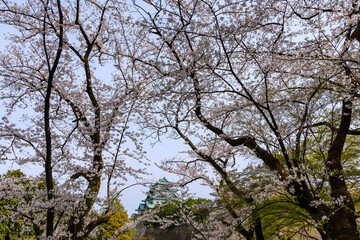 名古屋城内の桜