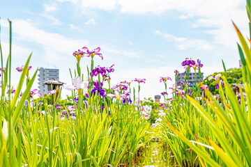 Fototapete bei efototapeten.de bestellen   