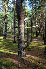 Obraz premium Wald Forest