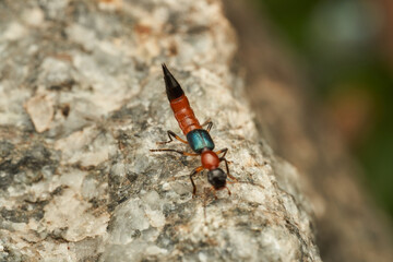 Details of a Fire Bug on a rock - Paederus
