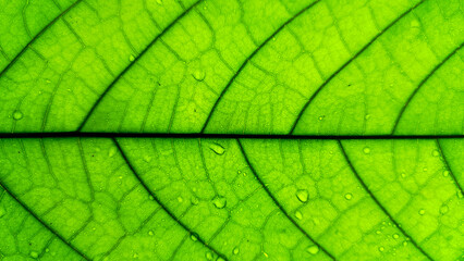 Macro photo of the texture of a cocoa tree leaf.