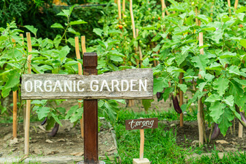 Organic Garden with Eggplants and Signage