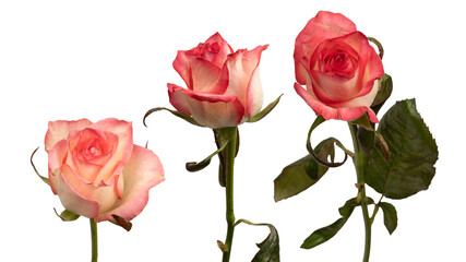Pink and white  beautiful rose isolated on a white background.