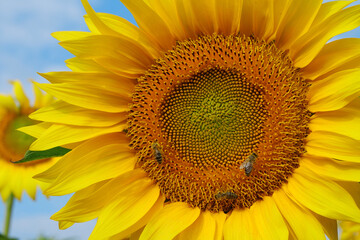 Naklejka premium On field of sunflowers bees sits on sunflower, close-up