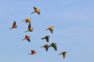 Colorful parrots flying in the sky. Free flying bird