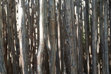 Obraz premium The texture of tree branches peeled from the bark. Vertically hanging thin logs. The subject of landscape design, the design of the territory of a country house. Close-up.