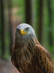 eagle (milvus milvus) on a blurred background