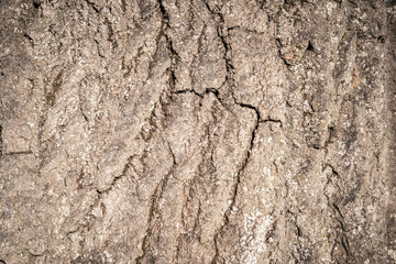 Detail of tree bark closeup as natural and texture background 