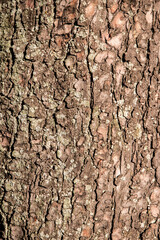 Detail of tree bark closeup as natural and texture background 