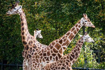 Three giraffes are standing together in a zoo enclosure
