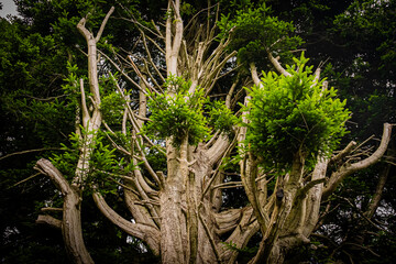 北海道　トラピスト大修道院の風景
