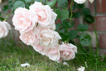 ユニガーデン　バラ