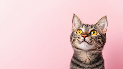 Obraz premium Portrait of a happy and excited cat with yellow eyes on isolated pink background