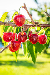 果物　さくらんぼ