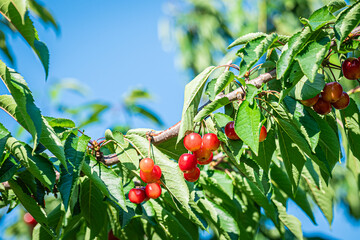 果物　さくらんぼ