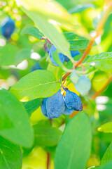 果物　ハスカップ