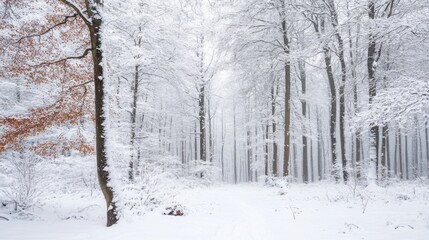Fototapeta premium A peaceful snow-covered forest, with tall trees draped in fresh snow and the ground blanketed in white