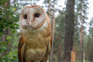 Close-up portrait of Barn Owl or Schleiereule (Tyto alba) sitting in a tree with summer colors in the background. Beautiful bird with heart-shaped face. Wildlife. Wild nature.