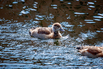 Nilgansküken schwimmen auf einem ruhigen See
