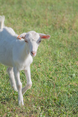 Obraz premium 北海道 十勝 千年の森