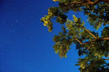As I gaze up at a magnificent tree beneath a stunning starry sky