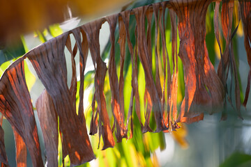 Frayed foliage of a banana tree, Musa paradisiaca.