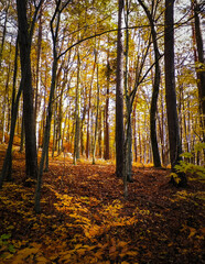 Autumn in forest. Beauty of nature