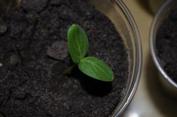 seedling in a pot