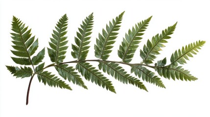Naklejka premium Elegant Tropical Fern on White Background