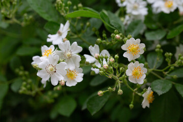 Fototapeta premium (Rosa Multiflora) Close up of a bouquet of graceful small white sweet-smelling flowers of multiflora rose or eijitsu rose bushy shrub
