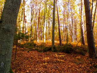 Naklejka premium Autumn in forest. Beauty of nature