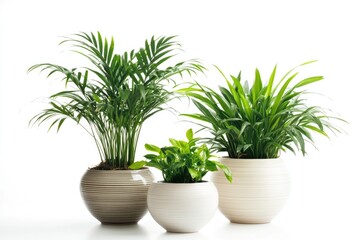 Fototapeta premium Three potted plants placed on a clean and minimalist white background