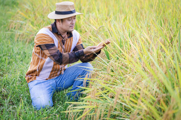 Asian male farmer examining a green paddy field.