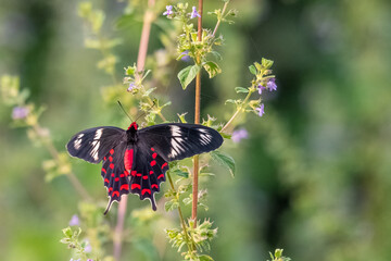 butterfly on a flower