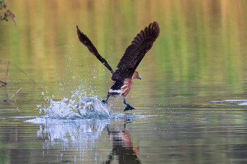 red tailed hawk