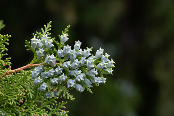 Thuja or cypress green branches with blue, turquoise cones, close-up. Platycladus orientalis, Chinese thuja arbovitae, juniper coniferous tree of the Cupressaceae family.