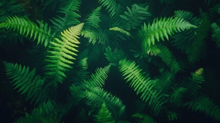 Dark green ferns filling the entire frame, layered textures with soft light creating a shadowy, atmospheric forest floor