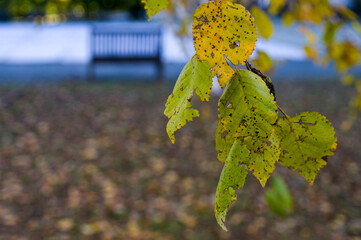 Yellow and dry leaves of autumn birches.