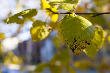 Yellow and dry leaves of autumn birches.