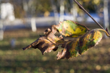 Yellow and dry leaves of autumn birches.